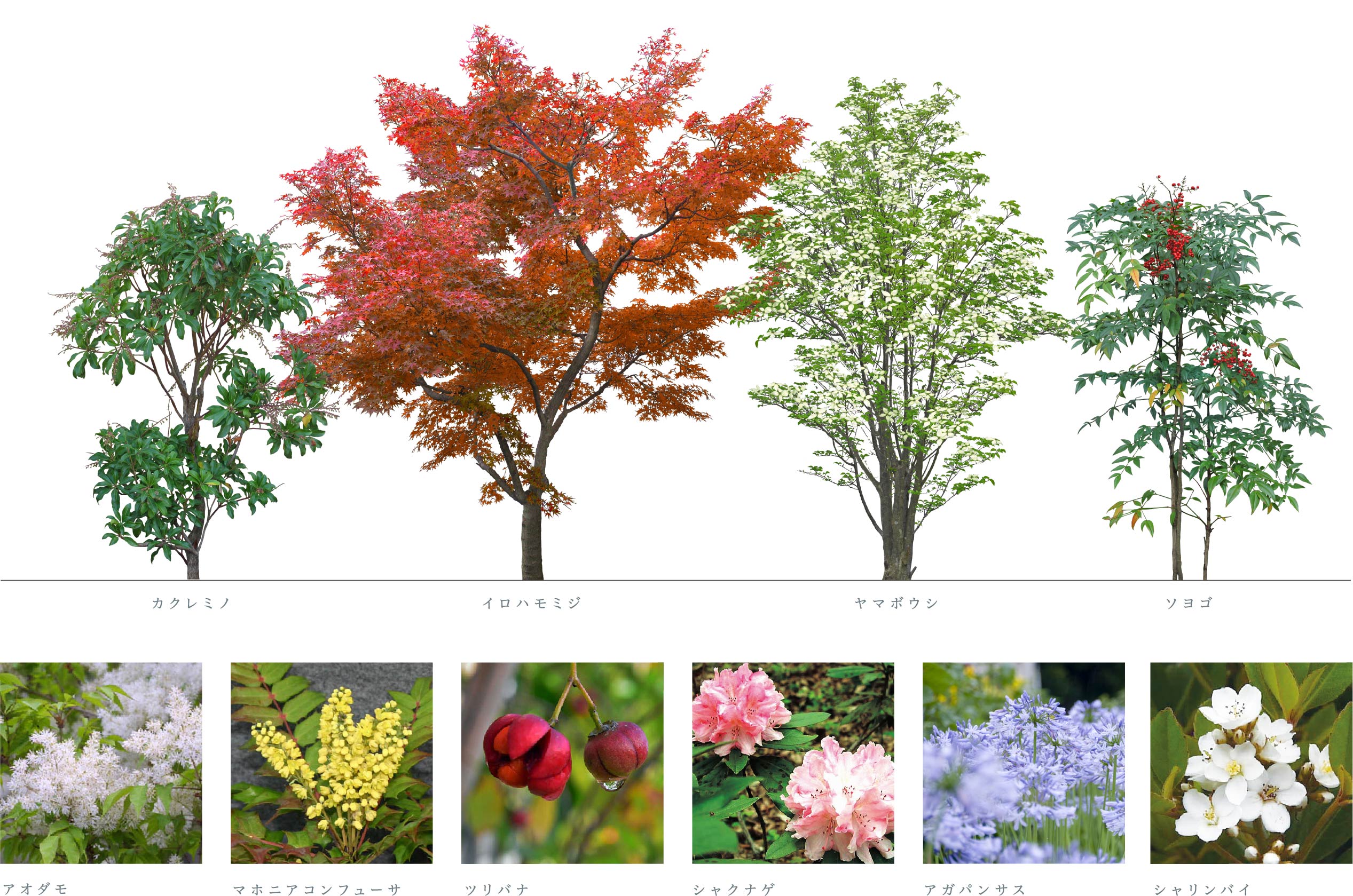 多種多様な植物