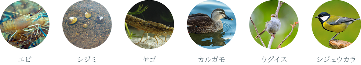 水辺で出会える生き物たち