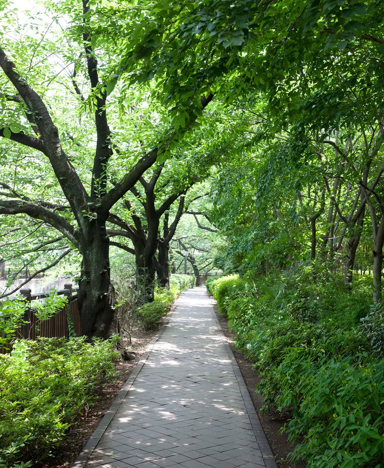 石神井川緑道　約10ｍ・徒歩1分
