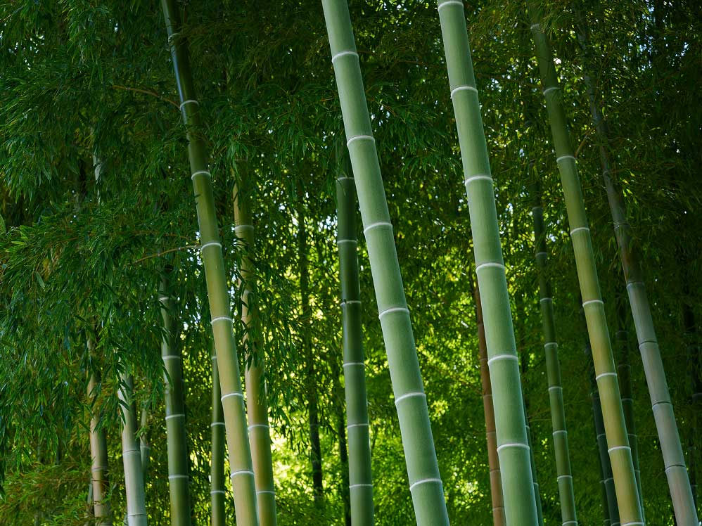 東板橋公園　約530ｍ・徒歩7分