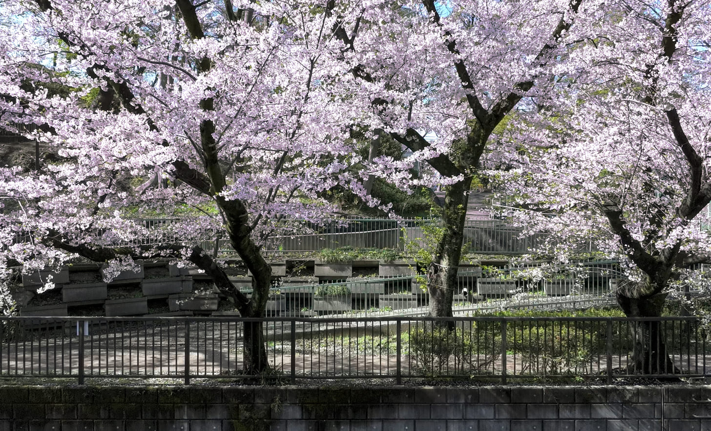 石神井川　約10ｍ・徒歩1分