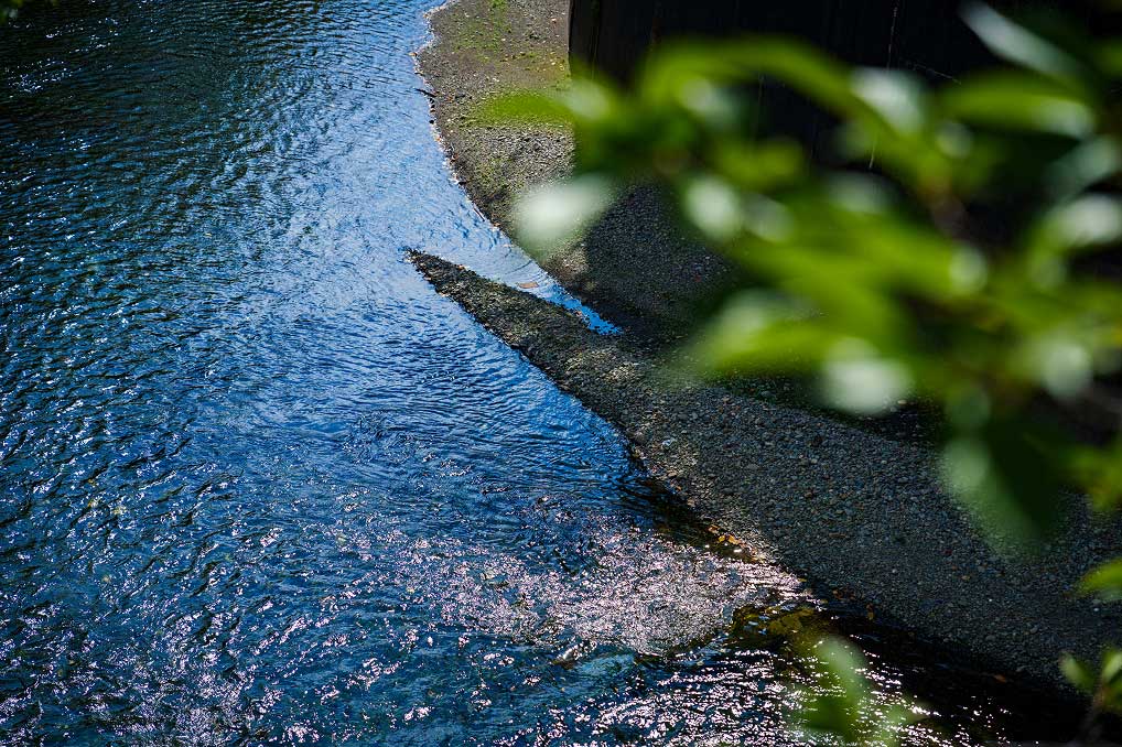 石神井川　約10ｍ・徒歩1分