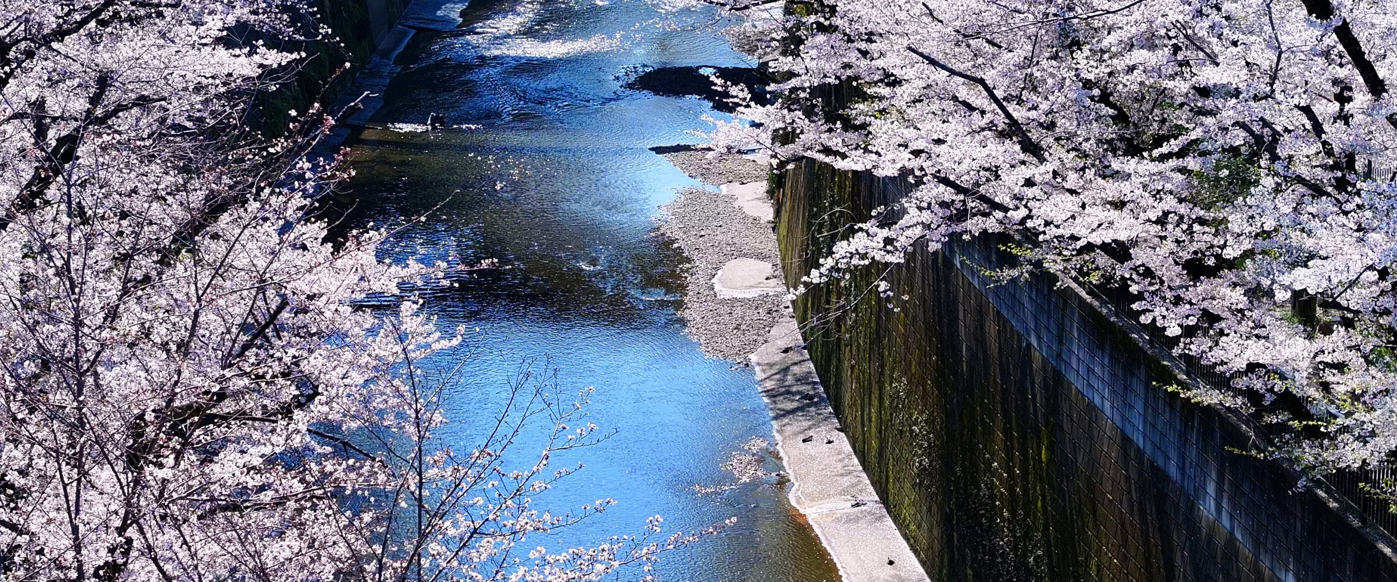 石神井川　約10ｍ・徒歩1分