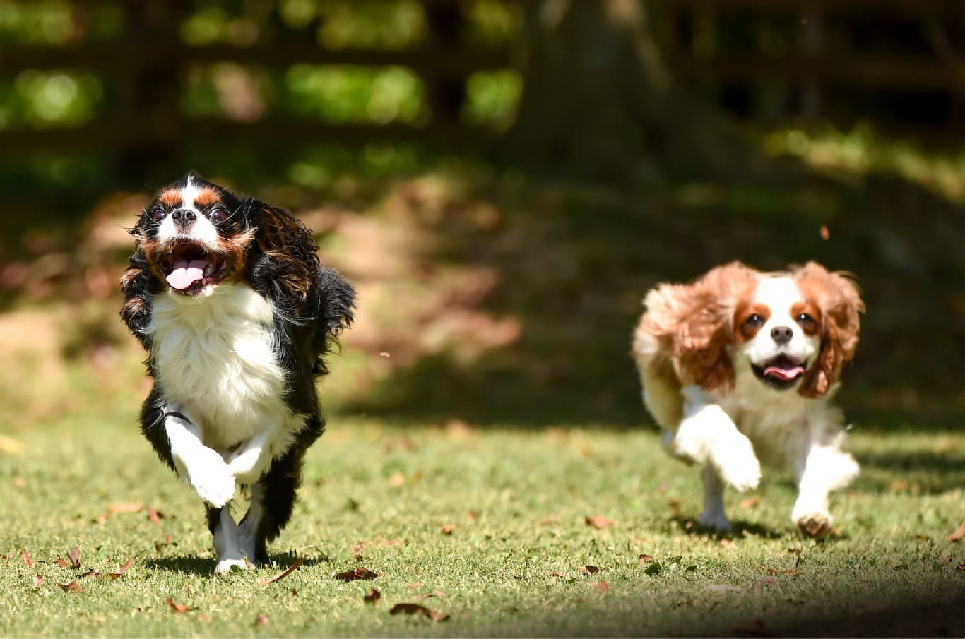 所沢航空記念公園2