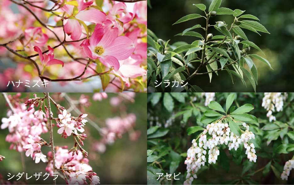 ハナミズキ、シラカシ、シダレザクラ、アサビ