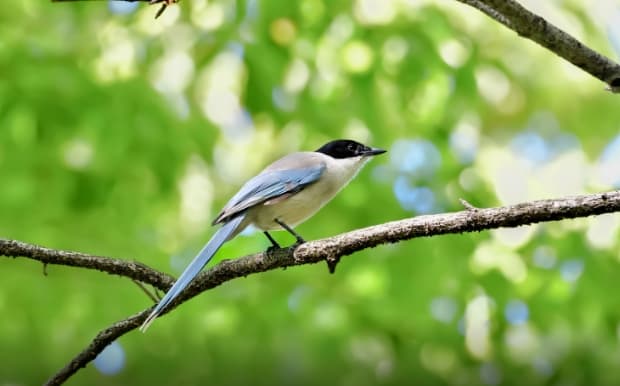 マンションの敷地の生き物たち