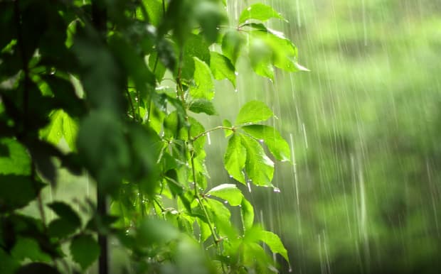 雨水を植物に還元