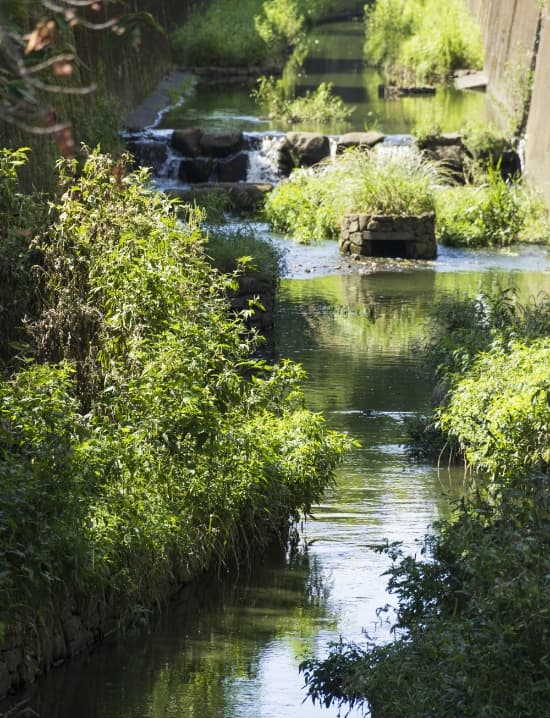 久我山中央緑地