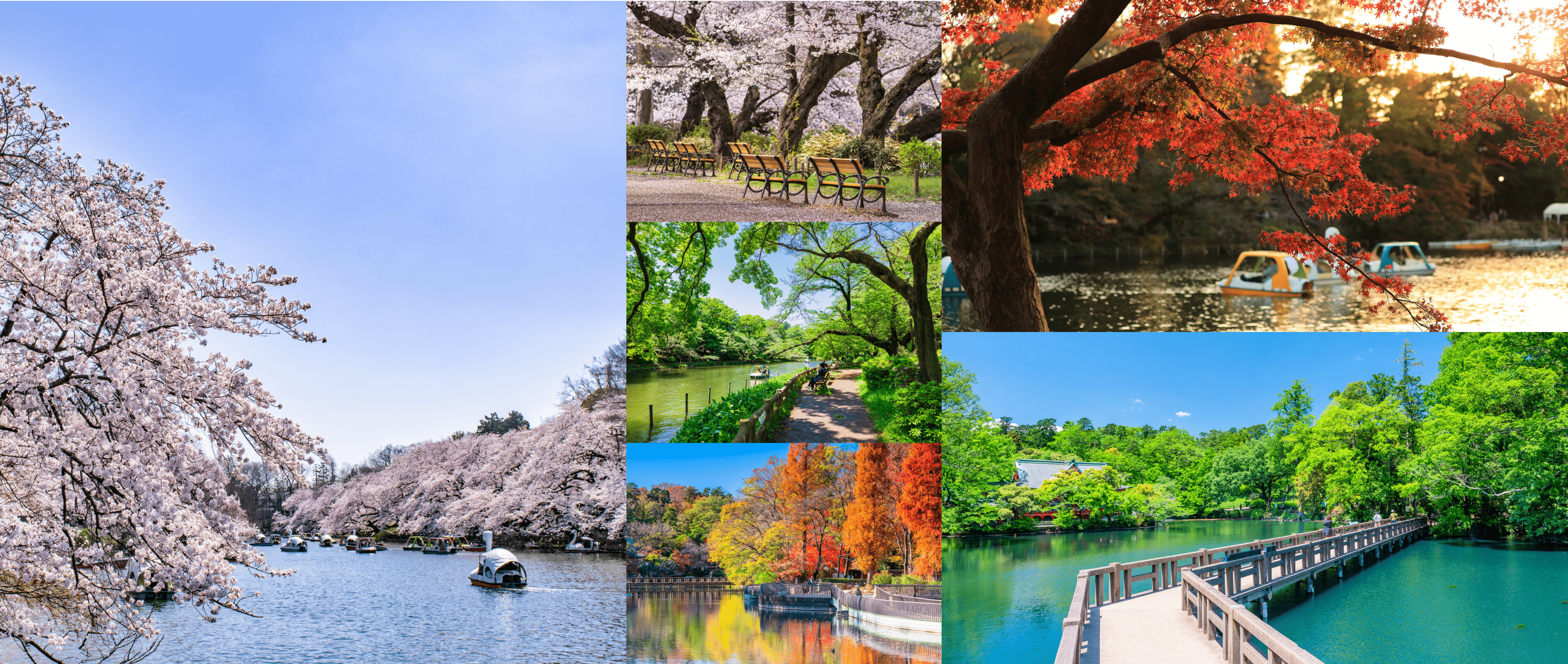 井の頭恩賜公園 Image Photo