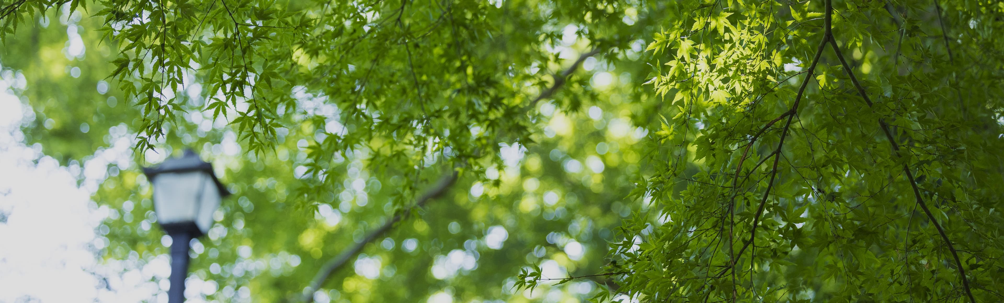 井の頭恩賜公園 image photo