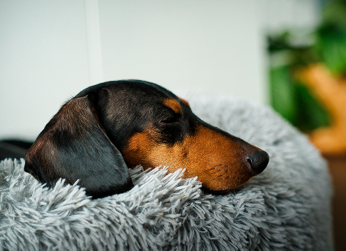 ペット飼育可能