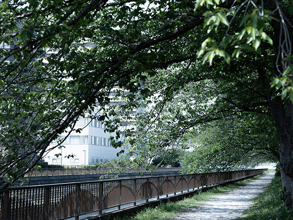 真間川沿い（徒歩18分）