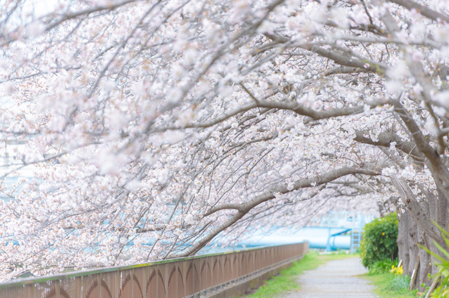 真間川沿い（徒歩7分）