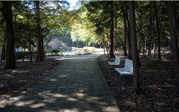 赤坂の森散策路では季節の山野草をみつける事ができる（堀兼・上赤坂公園内）