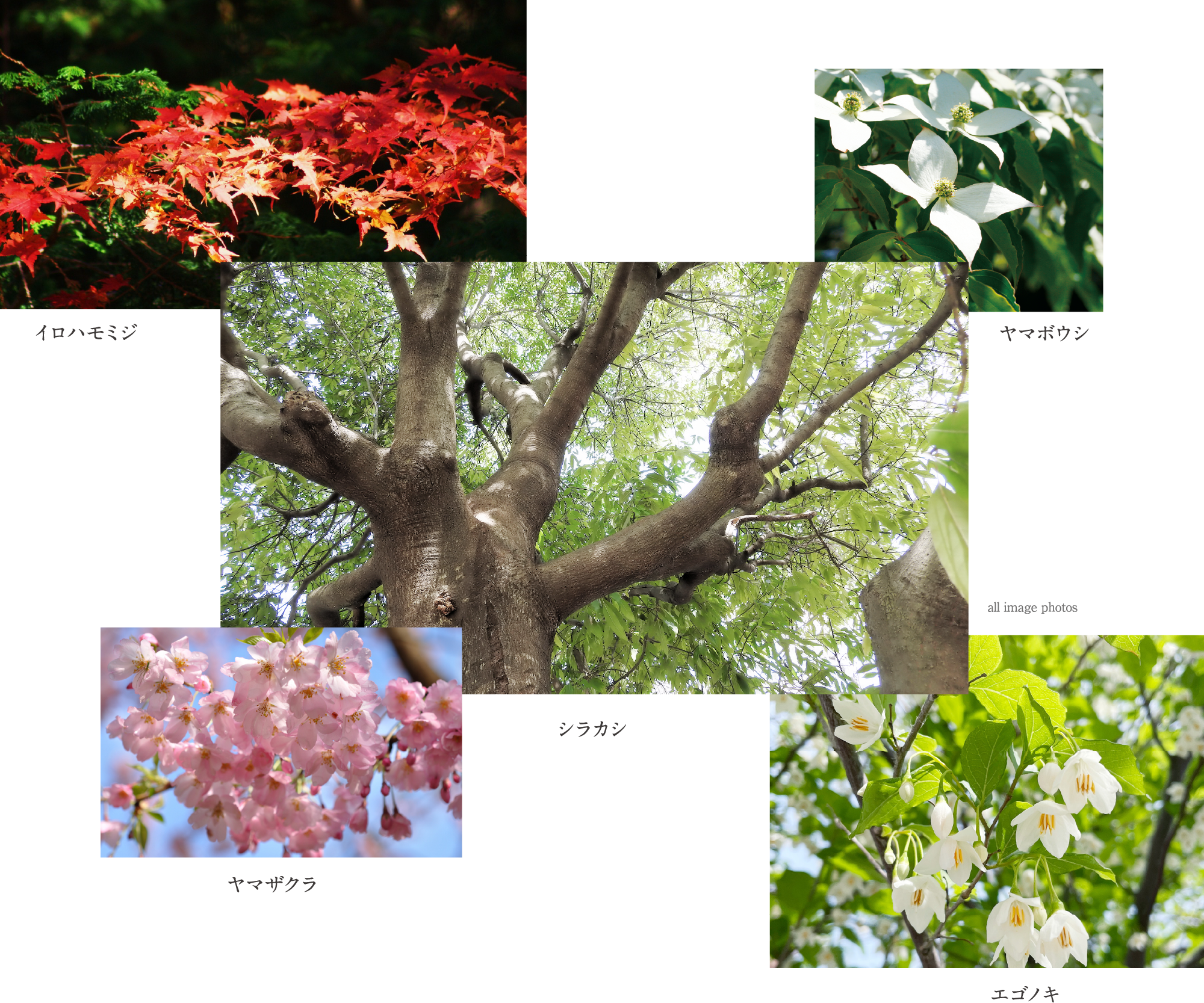 イロハモミジ／ヤマボウシ／ヤマザクラ／ソヨゴ／エゴノキ（all image photo）