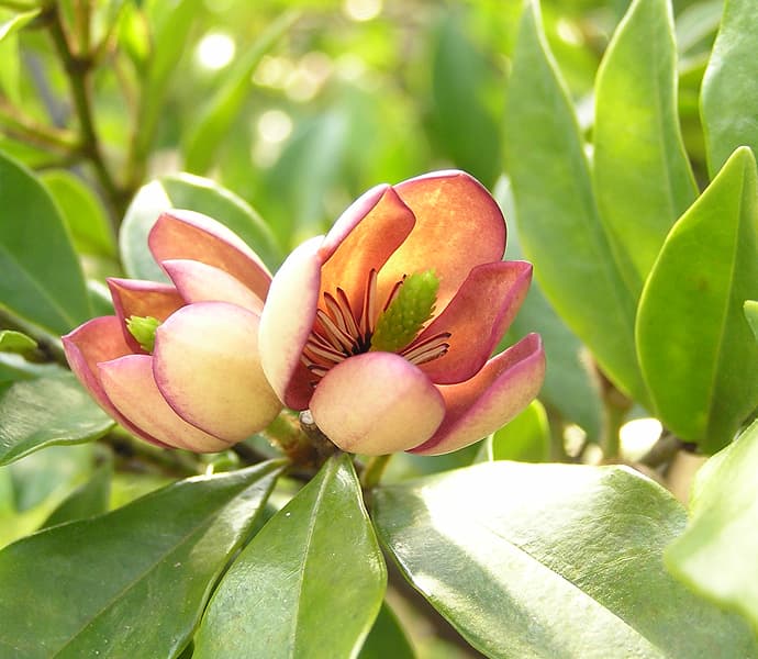 カラタネオガタマポートワイン